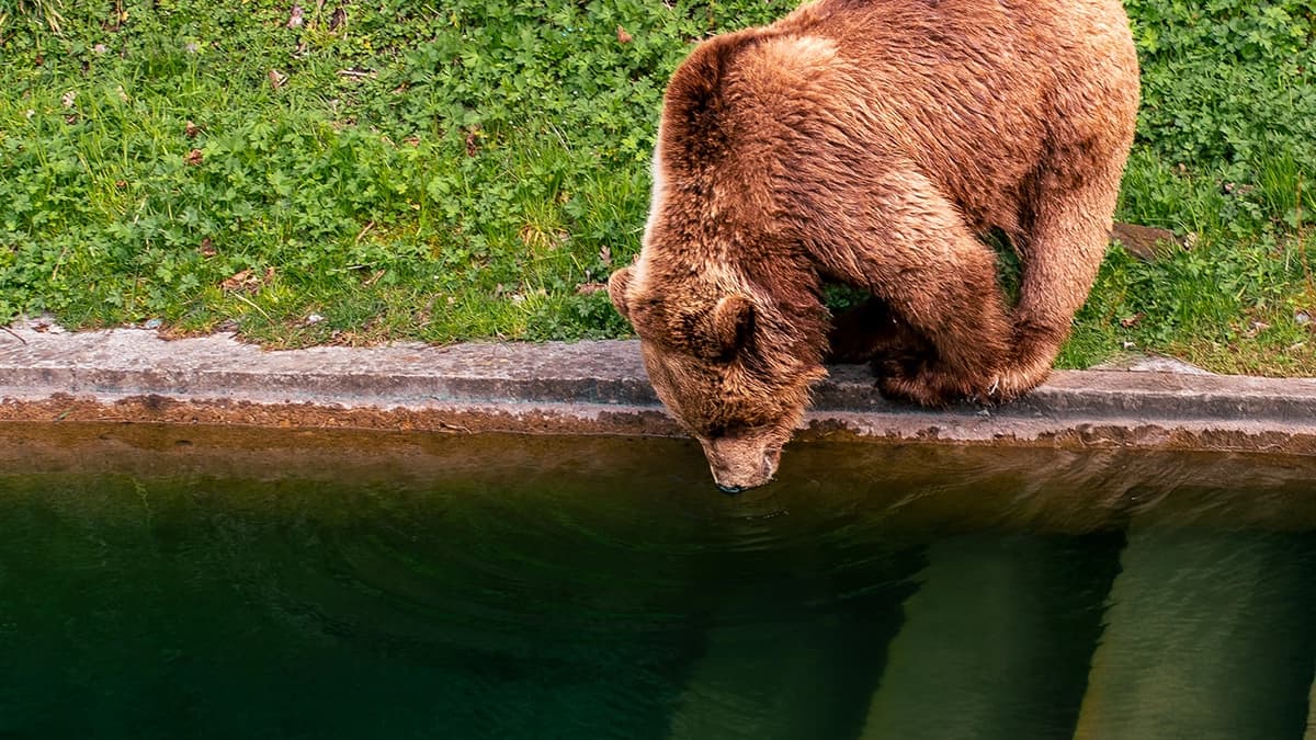 Augenlasern in Bern bei YOUSEE: Ein Bär trinkt Wasser